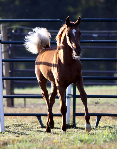 Chestnut Filly ( Hadidi x She's So Gigi by Richter MH )